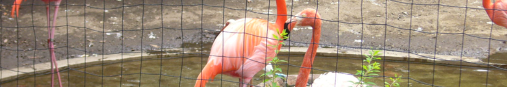 鳥　用品・情報倉庫！！